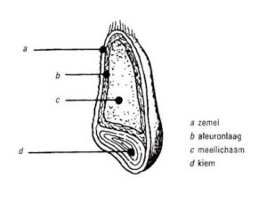 graankorrel